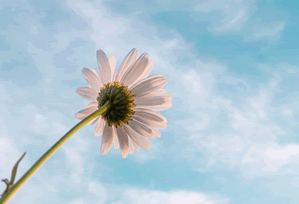 白虎视频免费观看使用过程中发现的一些细节：稳定访问与日常使用的可靠性评估